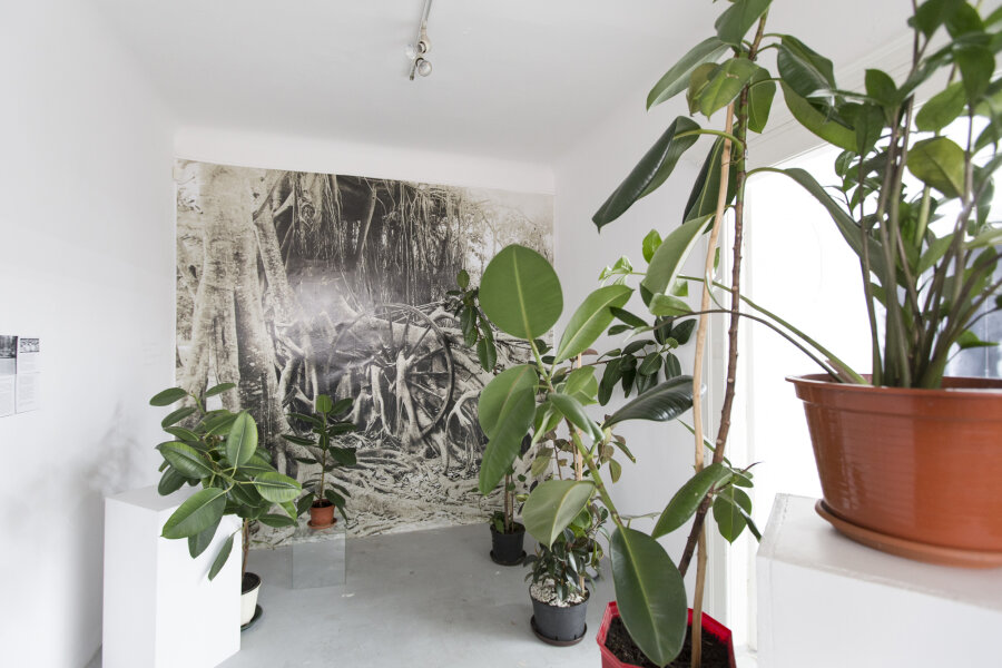 “Internationalism: A note on the landscape with the potted fig tree and the pitch” – “A room with fig trees” – fragment of installation in the CCA Kronika / Bytom / 2018 [photo: Kronika]